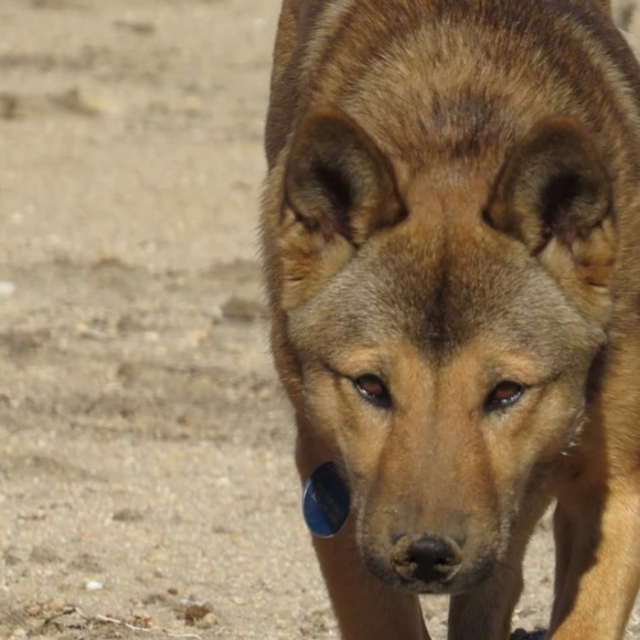 Meet your Posher, Marilyn, from Joshua Tree! - Picture 4 of 15
